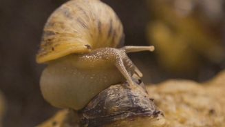 Riesenschnecke zum Dinner: Russe ernährt sich vom Wald