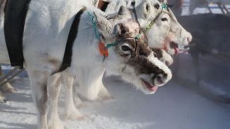 Verhungert: Feiern Nomaden das letzte Rentier-Festival?